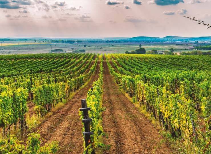 Why Europe’s farmers are losing faith in the future