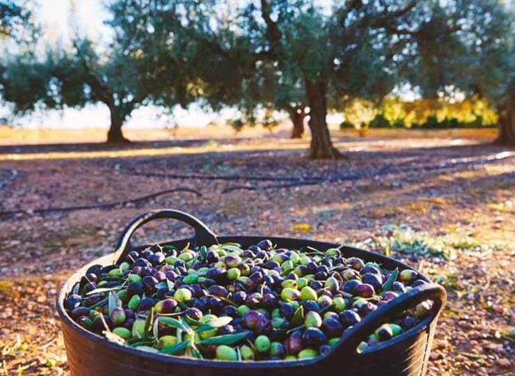 From protest to progress: the future of farming in Europe