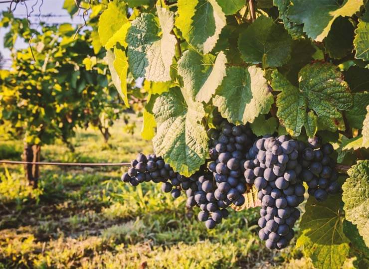 Closing the gap: policy, tools and trust in farming’s future