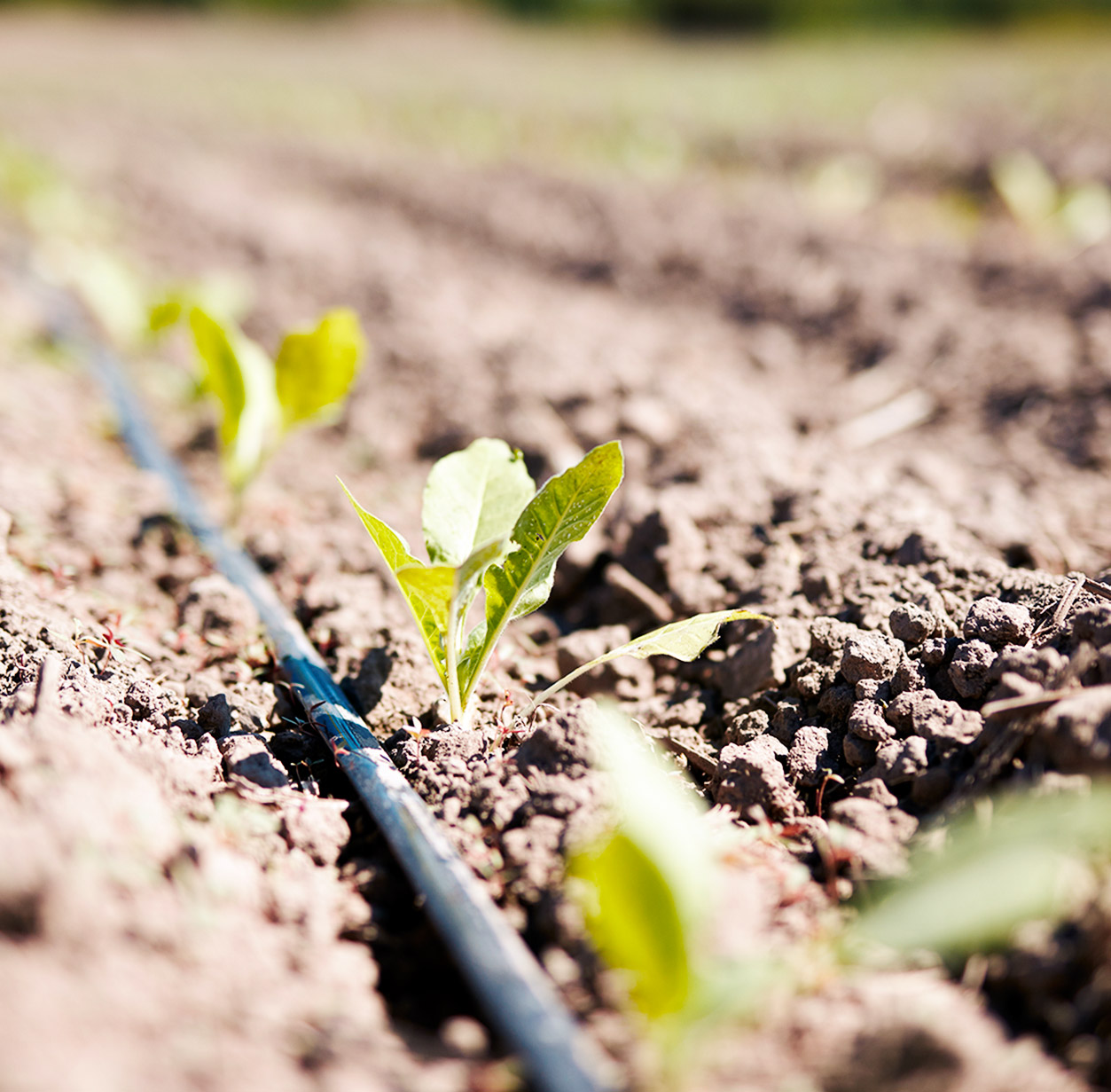 What role can Philip Morris play in the fight against climate change?