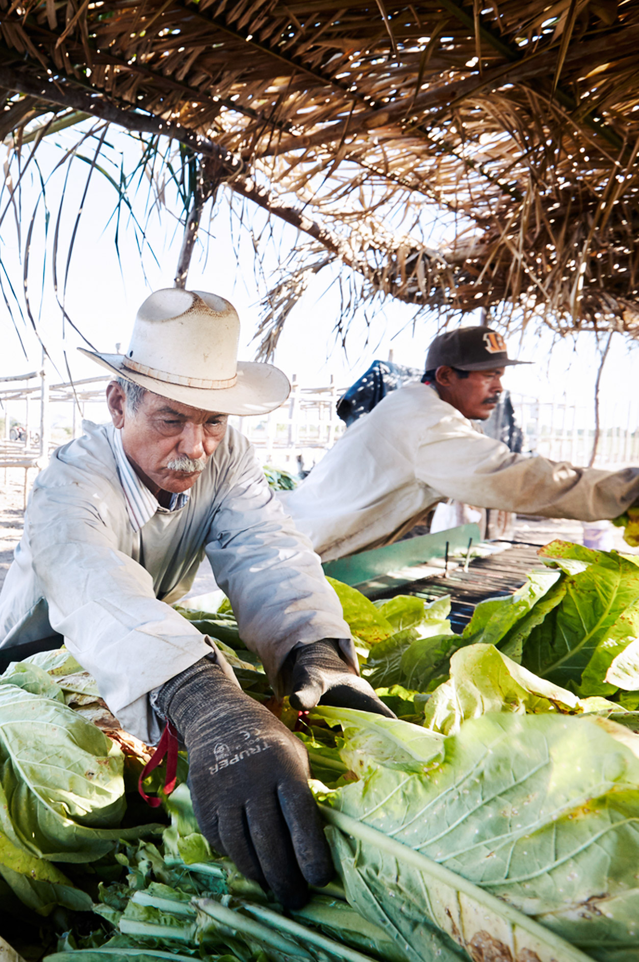 Coltivatori di tabacco in Messico