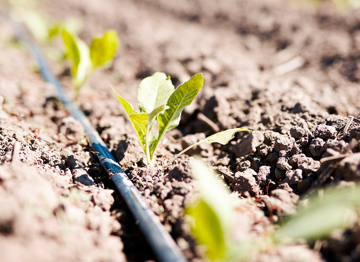What role can Philip Morris play in the fight against climate change?
