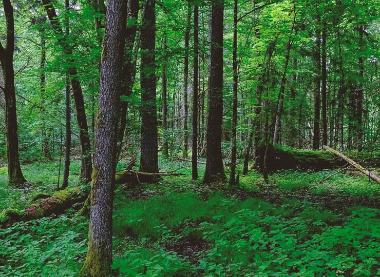 Tradition and wilderness in Poland’s Podlasie
