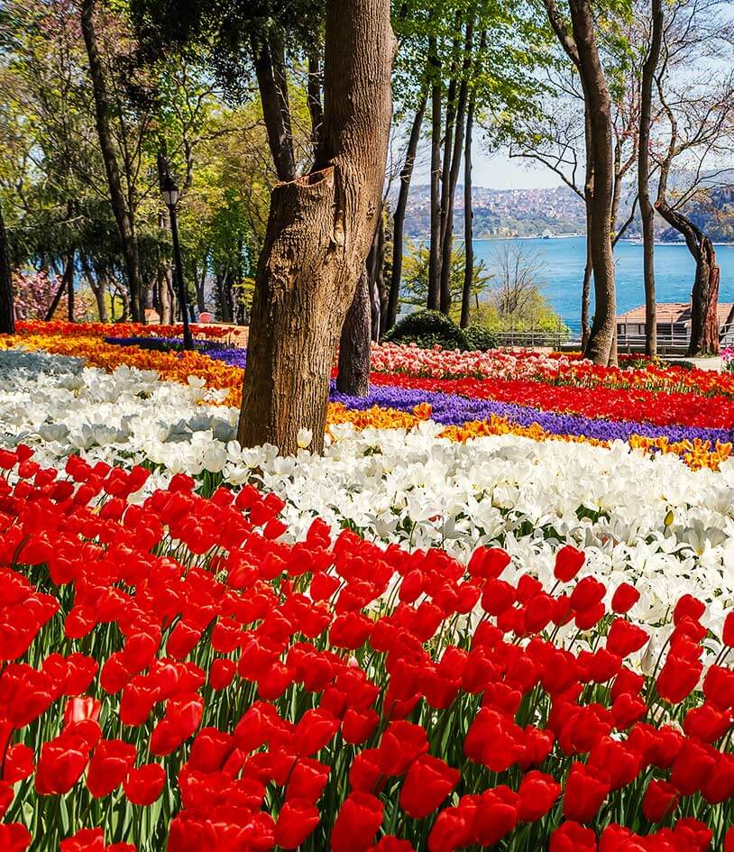 Frühling: Besuchen Sie İstanbuls schöne Blumenfestivals