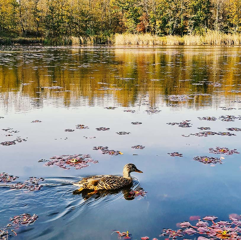 İğneada-Auenwälder: ein Paradies für Wildtiere